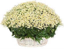 Цветочная композиция из Ромашки в корзине #REPLACE_PRED# Углеуральском